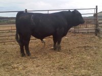 10-12-2011-18month old bull.jpg