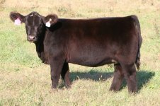 Tag 11-111Grizzly x Sunseeker-Chi Angus taken 10-16-2011 Pict 2 internet.jpg