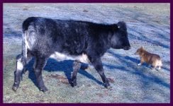 Blue Roan Heifer 12-10-11.JPG