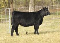 EXAR Tryon PB ANgus from Geppert.jpg