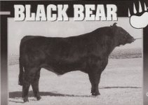 Black Bear B&W.jpg