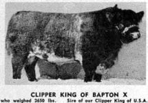 Clipper King of Bapton.jpg