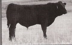 bull 1.jpg