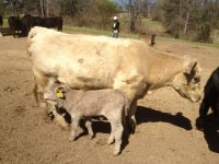 MM heifer and calf.JPG