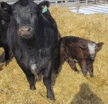 angus x shorty with shorty sired calf.jpg