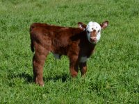 Complete hereford bull calf.jpg