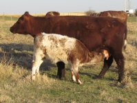 Frimley Reba Maid 3R and her February 3 ACC General heifer calf.jpg