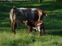 Tyra and AOD bull calf 5-20-12.JPG