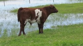 Glenford Captain Bull calf 49Z.jpg