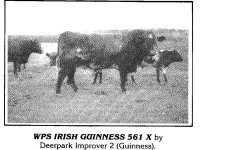 WPS Irish Guinness 561.jpg