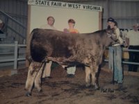 1991 steer.jpg