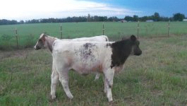 weaned calves 2012 009.jpg