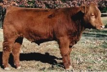 Redline calf (2).JPG
