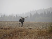 Canadian Moose.JPG