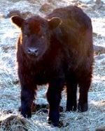 4903 bull calf.jpg