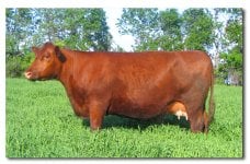 Durham Red Cow.jpg
