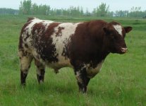 The 2009 Canadian National Champion on pasture.jpg