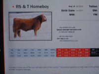homeboy bull 002.jpg