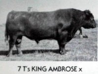7T's King Ambrosex.jpg