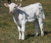 3906 ---heifer calf out of 79Y and FREDDY daughter.jpg