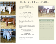 Pick.of.Heifer.Calves.Brochure.Gus.Update.May.26.2014 p2.png