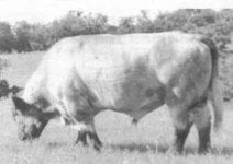 Clipper King of USA pasture.jpg