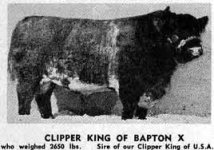 Clipper King of Bapton.jpg