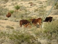 Arizona cattle.jpg