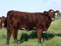 33B heifer calf (800x600).jpg