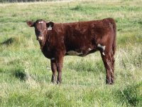 75B heifer calf (800x600).jpg