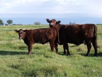 cow calf pair (800x600).jpg