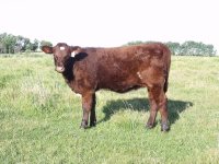 Heifer calf (800x600).jpg