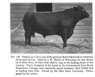 red polled bull.jpeg