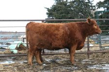Red Galloway X Red Angus 2 yr old.jpg