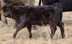 3435 heifer calf.jpg
