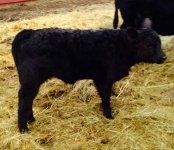 2657  heifer calf.jpg