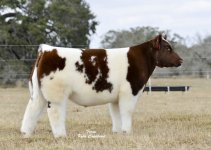 young money steer-incred.jpg