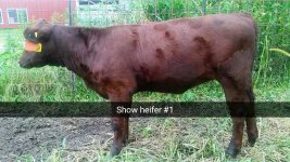 Shorty heifer 3.15.15.jpg