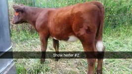 Shorty heifer 2.jpg