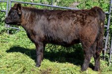 3515 heifer calf.jpg