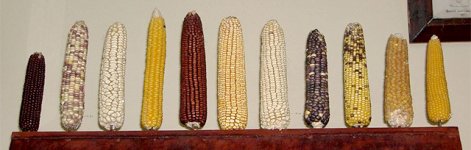 Variedades del maíz en la oficina restaurada de Nikolái Vavílov en ___.jpg