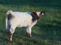 Calf cow may 2016 001_opt.jpg