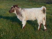 Calf cow may 2016 004_opt.jpg