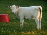 Calf cow may 2016 006_opt.jpg