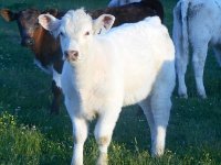 Calf cow may 2016 007_opt.jpg