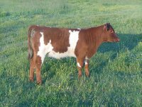 Calf cow may 2016 015_opt.jpg