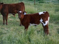 Calf cow may 2016 042_opt.jpg