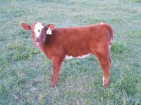 Calf cow may 2016 054_opt.jpg