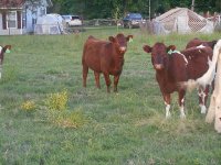 Calf cow may 2016 026_opt.jpg