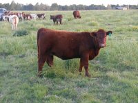 Calf cow may 2016 031_opt.jpg